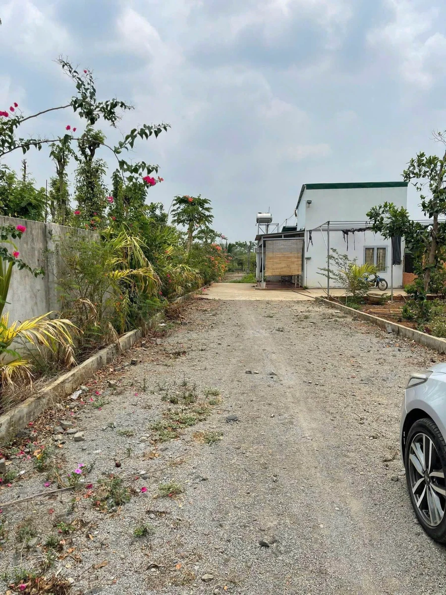 Bán nhà vườn 6,5 sào view ruộng Buôn Ma Thuột - Ảnh 1