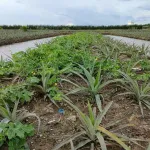 Chính chủ bán 19000m2, khu du lịch sinh thái Khóm cầu đúc, sẵn nhà, thổ cư, sổ hồng riêng - Ảnh thu nhỏ 19