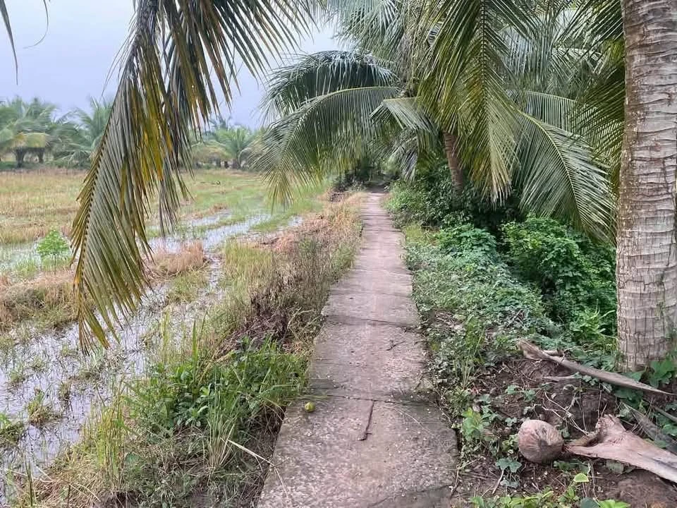 Bán đất vườn dừa và ruộng 11 công, Xã Phong Thạnh, Vĩnh Long - Ảnh thu nhỏ 2