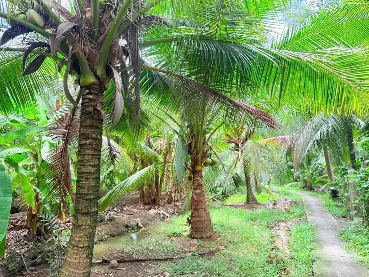 Bán đất nền 345m² Phú Khương Hóc Môn 270 triệu - Ảnh thu nhỏ 3