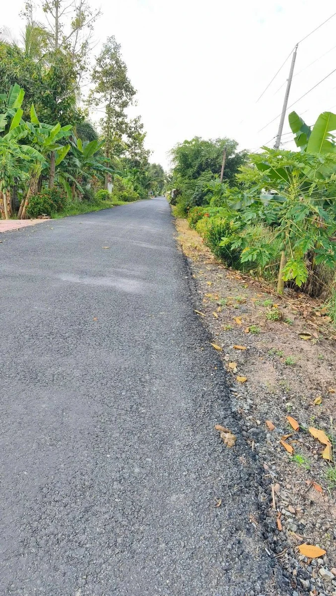 Bán 11 công đất trồng sầu riêng Cần Thơ, 400 triệu/1000m2 - Ảnh thu nhỏ 5