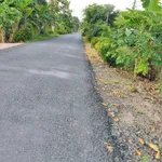 Bán 11 công đất trồng sầu riêng Cần Thơ, 400 triệu/1000m2 - Ảnh thu nhỏ 5