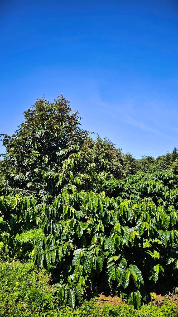 Bán đất 3ha sổ sách trồng sầu riêng cafê Lâm Đồng - Ảnh thu nhỏ 5