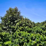 Bán đất 3ha sổ sách trồng sầu riêng cafê Lâm Đồng - Ảnh thu nhỏ 5