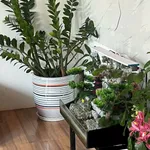 Bán nhà vườn 2,2 sào với sân rộng tại Buôn Ma Thuột - Ảnh thu nhỏ 4