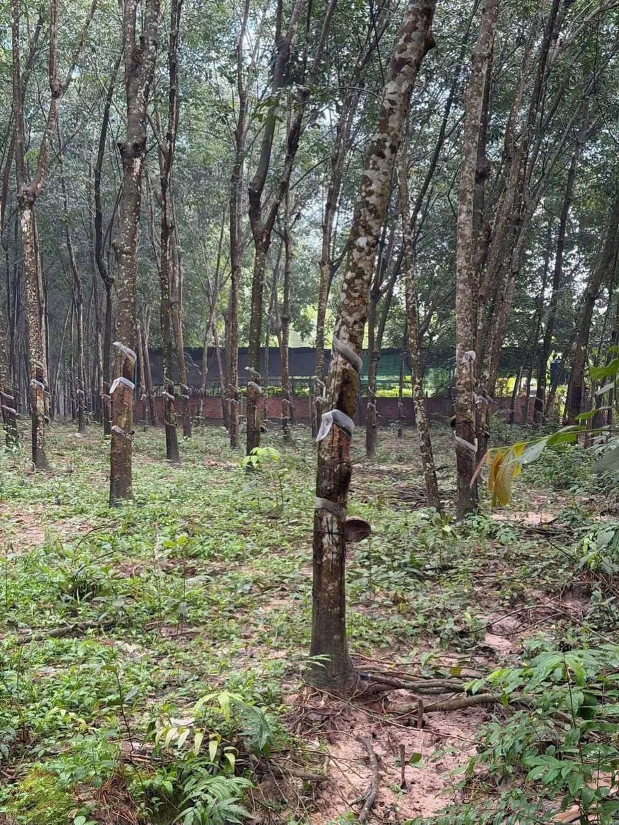Bán đất Long Nguyên 11.000m2, mặt tiền 29m, 6 tỷ - Ảnh thu nhỏ 2