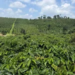 Bán đất 8 sào 1 tỷ 260 triệu Nam Bình Bình Dương - Ảnh thu nhỏ 1