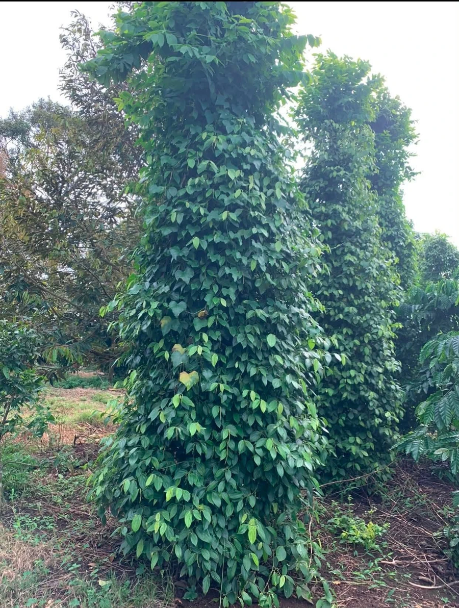 Bán 3 hectare đất sầu riêng tiêu cà điều Bình Phước 2.8 tỷ - Ảnh thu nhỏ 2