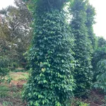 Bán 3 hectare đất sầu riêng tiêu cà điều Bình Phước 2.8 tỷ - Ảnh thu nhỏ 2