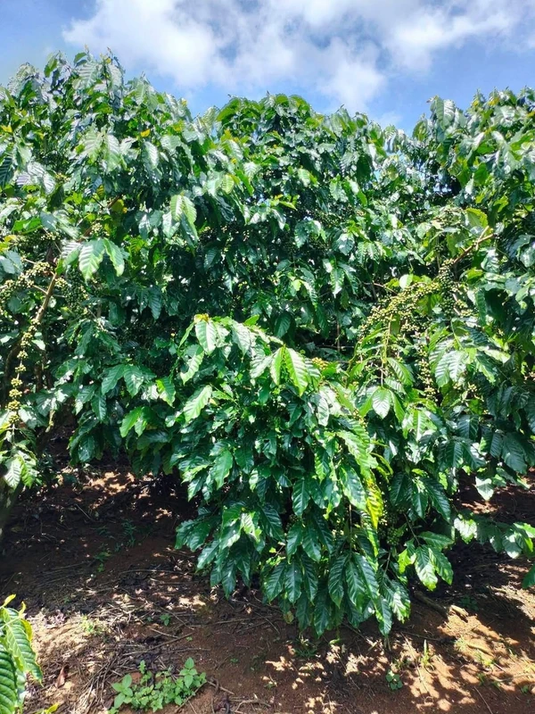 Bán 1ha đất vườn cà phê Lộc Nga, Bảo Lộc