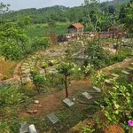 Bán nhà vườn 2600m² Ba Vì Hà Nội, giá hơn 4 tỷ - Ảnh thu nhỏ 3