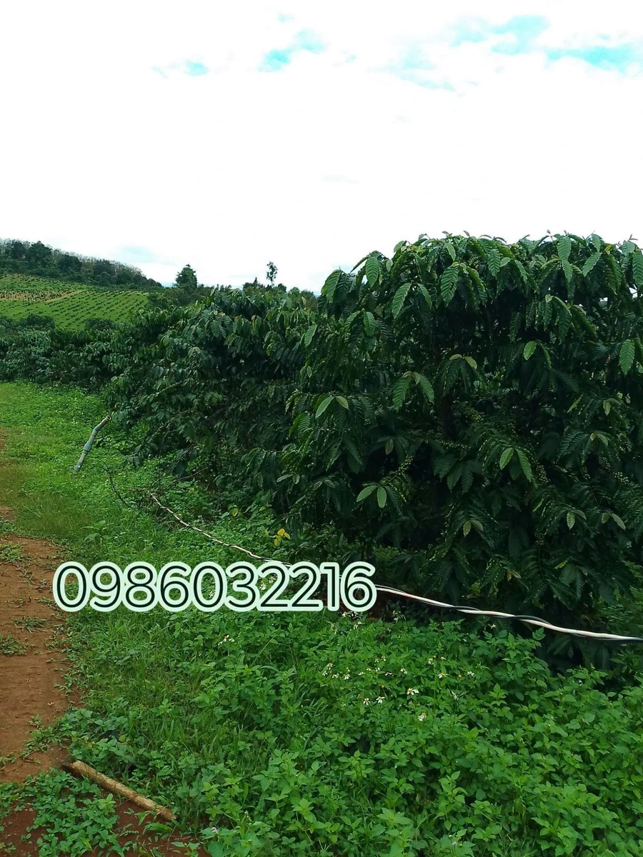 Bán đất 1,58 ha Thôn 7 Đăk Hạ Đắk Nông - Ảnh thu nhỏ 3