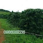 Bán đất 1,58 ha Thôn 7 Đăk Hạ Đắk Nông - Ảnh thu nhỏ 3