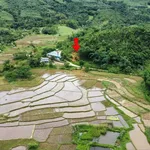 Bán đất 840m2 view cánh đồng Đà Bắc, Hòa Bình - Ảnh thu nhỏ 2