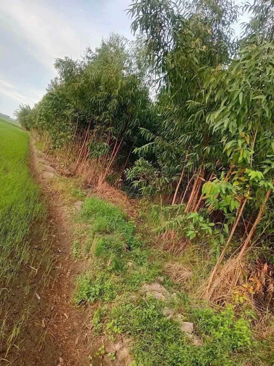 Bán đất lúa 14000m² tại Đức Huệ, Long An - Ảnh thu nhỏ 2