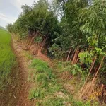 Bán đất lúa 14000m² tại Đức Huệ, Long An - Ảnh thu nhỏ 2
