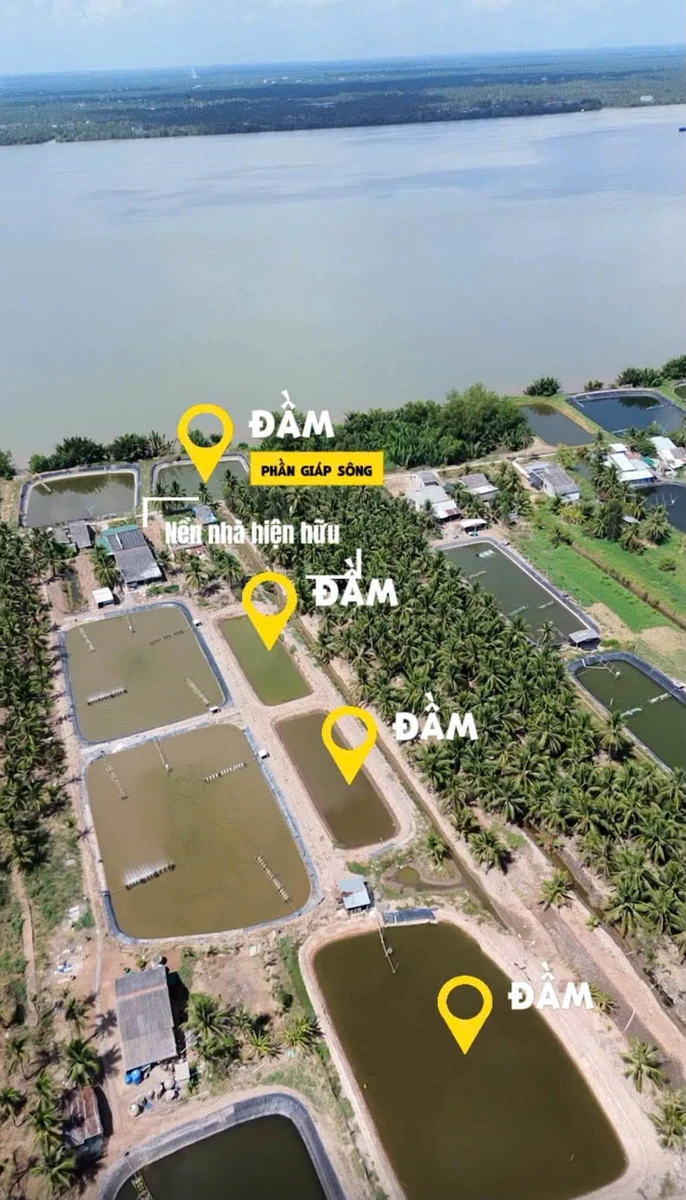Bán đất mặt tiền sông Cửa Đại 4,366m2 Tiền Giang - Ảnh thu nhỏ 5