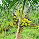 Bán farm 1,6 hecta Ninh Hưng, Ninh Hòa, giá 5,8 tỷ - Ảnh thu nhỏ 4