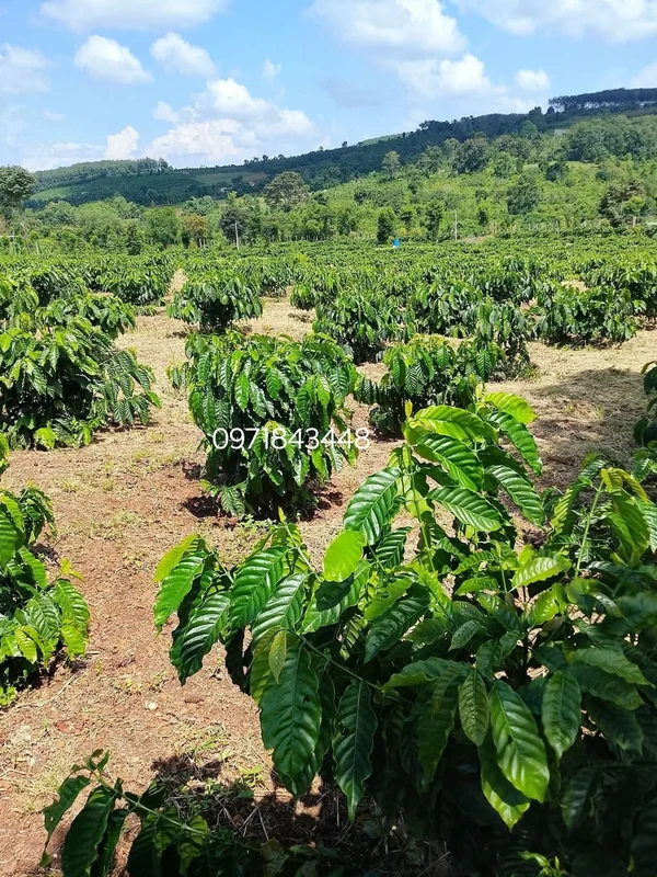 Bán 1,3 ha đất đất bằng, ô tô tới nơi, giá 1,5 tỷ tại Đắk R'la, Đắk Mil
