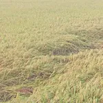 Bán lô đất thổ cư 2000m2 Thủ Thừa Long An - Ảnh thu nhỏ 3