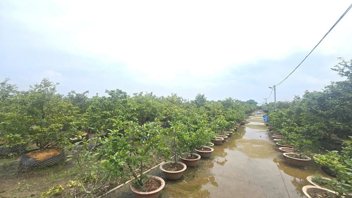 Bán đất vườn mai 19.718m2, 16 sổ hồng, giá 24 tỷ tại Tân Triều, Đồng Nai - Ảnh thu nhỏ 2