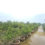 Bán đất vườn mai 19.718m2, 16 sổ hồng, giá 24 tỷ tại Tân Triều, Đồng Nai - Ảnh thu nhỏ 2