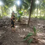Bán đất vườn dừa Bình Phú 1 công 6 - Ảnh thu nhỏ 3