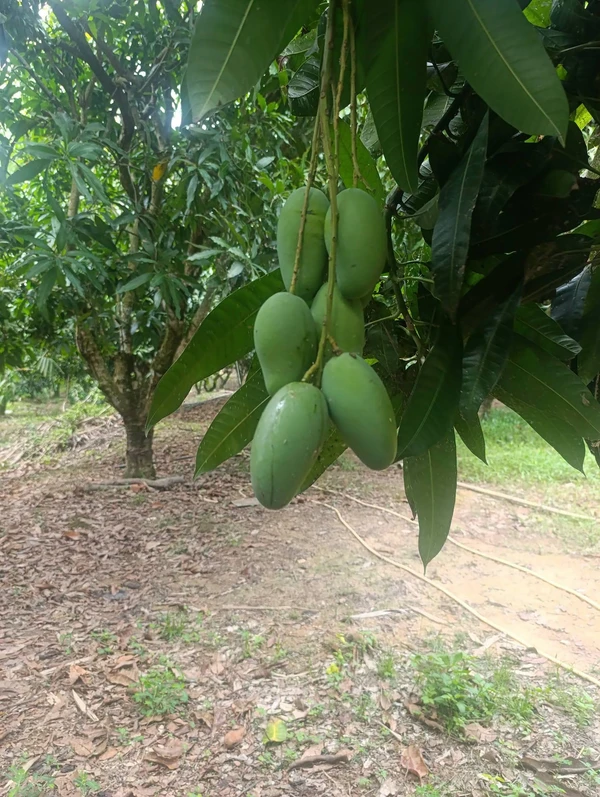 Bán 1.3ha đất vườn xoài Hồ Trị An Đồng Nai sổ riêng