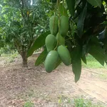 Bán 1.3ha đất vườn xoài Hồ Trị An Đồng Nai sổ riêng - Ảnh thu nhỏ 1