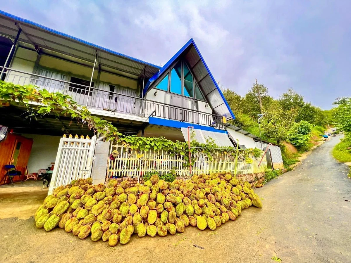 Bán nhà vườn 6.654m² Bảo Lộc 4,3 tỷ sầu riêng - Ảnh thu nhỏ 3