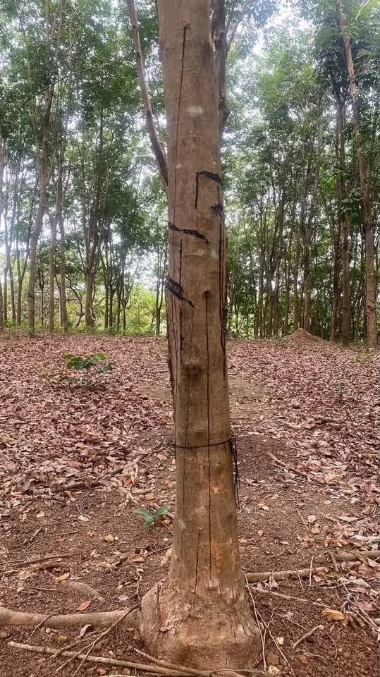 Bán 3 hecta đất cao su Phú Trung, Bình Phước - Ảnh thu nhỏ 3