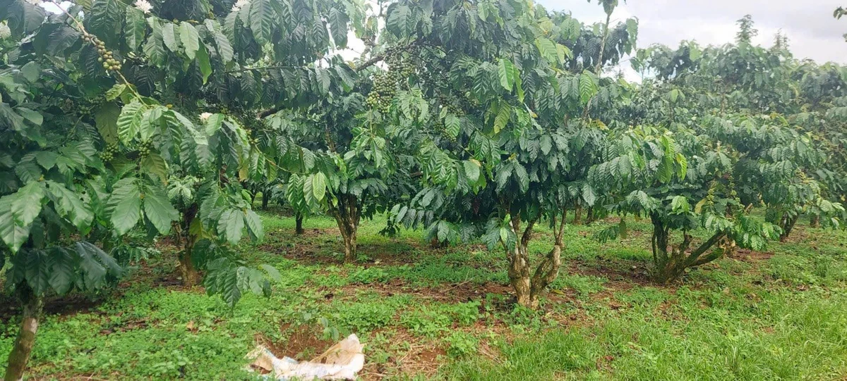 Bán đất 2,9 sào Lộc Quảng Bảo Lâm 2,2 tỷ - Ảnh 1