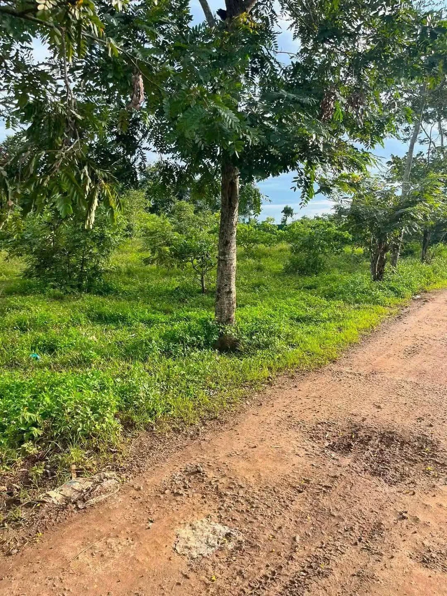 Bán đất nông nghiệp 3500m² Buôn Kram Ea Tiều Cũ - Ảnh thu nhỏ 3