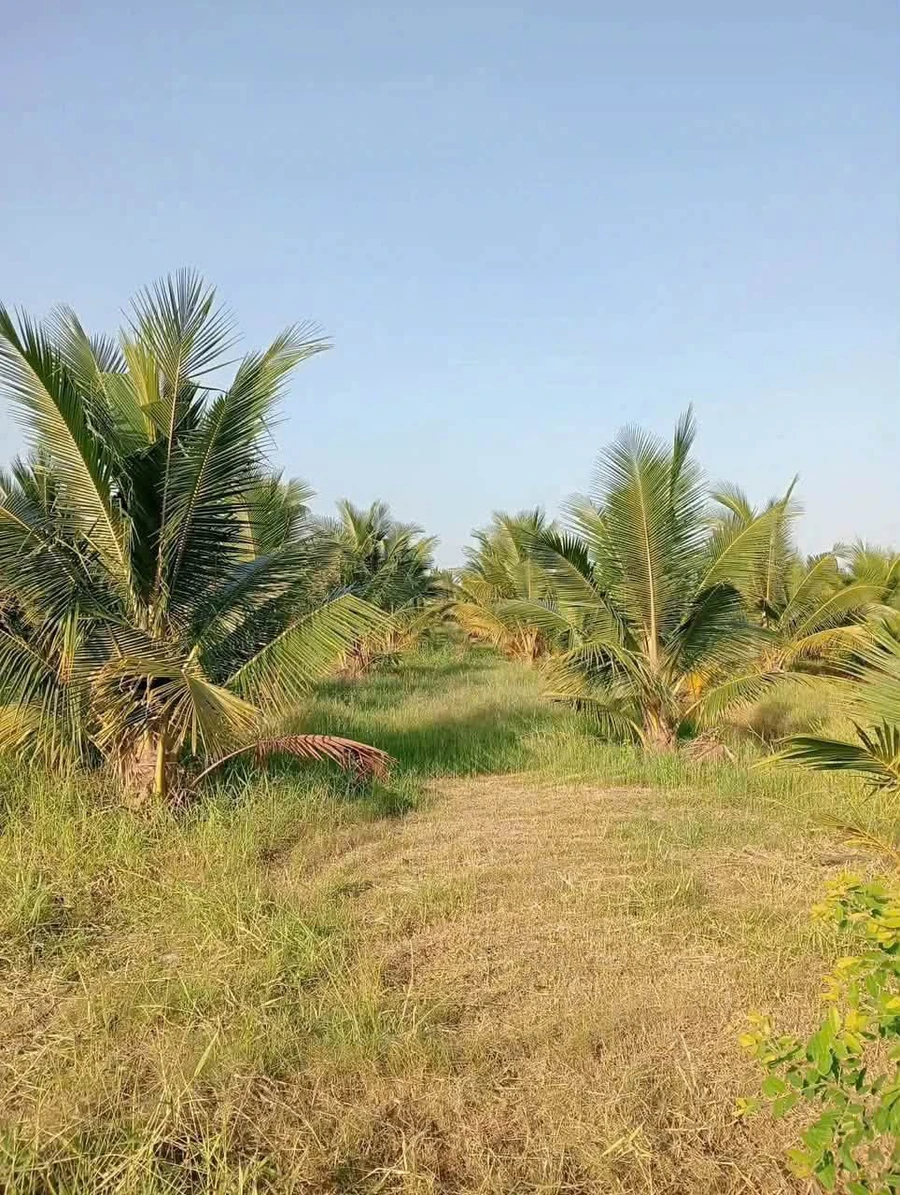 Bán vườn dừa 8 công ở Tân Mỹ, Ba Trị - Ảnh thu nhỏ 4