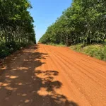 Bán đất nông nghiệp 7 sào Đắk Nông 1,9 tỷ - Ảnh thu nhỏ 2