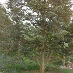 Bán vườn sầu riêng 14000m² với 200m² thổ cư, 3 tỷ - Ảnh thu nhỏ 2