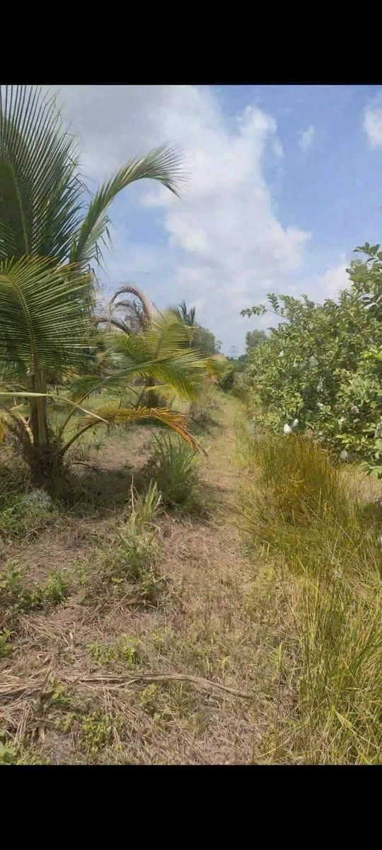Bán 4800m2 đất vườn Tây Ninh 1 tỷ 850 triệu - Ảnh thu nhỏ 4