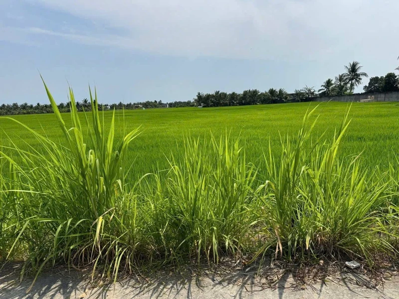 Bán đất thổ cư 150m² Huyện Tân Trụ Tây Ninh 399 triệu