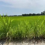 Bán đất thổ cư 150m² Huyện Tân Trụ Tây Ninh 399 triệu - Ảnh thu nhỏ 1