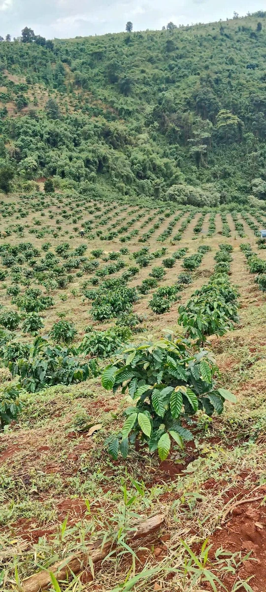 Bán đất rẫy cà phê 3 hectare ở Đắk Ha, Lâm Đồng, 3,7 tỷ - Ảnh thu nhỏ 4