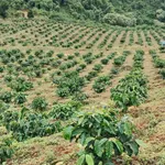 Bán đất rẫy cà phê 3 hectare ở Đắk Ha, Lâm Đồng, 3,7 tỷ - Ảnh thu nhỏ 4