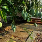 Nhà vườn lớn Sáu Bình gần biển - Ảnh thu nhỏ 16