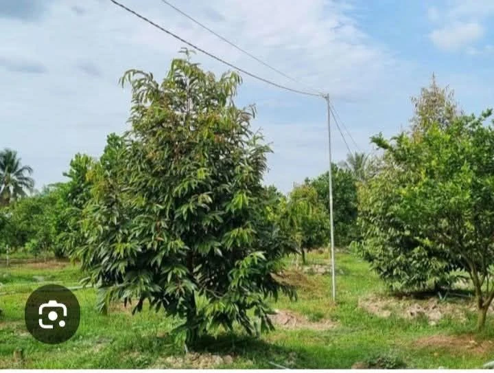 Bán 2,7 ha đất vườn sầu riêng kinh doanh kèm 100m2 thổ cư tại xã Diên Bình, Kon Tum