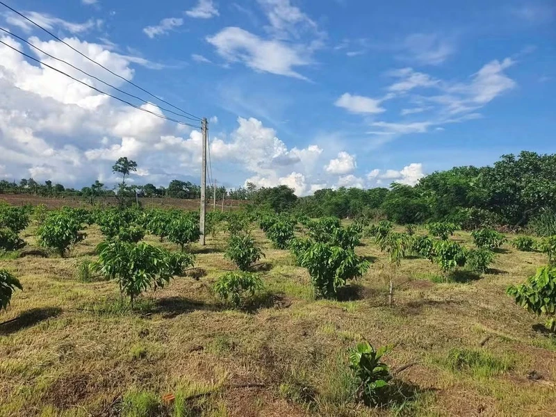 Bán rẫy 3,1 ha sau Bệnh viện Buôn Đôn Đắk Lắk