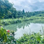 Bán đất vườn 5 hecta trồng cà phê, sầu riêng Đắk Nông - Ảnh thu nhỏ 3