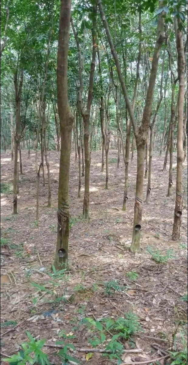Bán đất mủ cao su Phú Riêng 1 tỷ - Ảnh 1