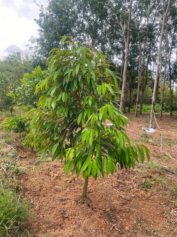 Bán vườn sầu riêng 1,2 ha có 100m thổ cư tại Phú Trung, Bình Phước giá 1,5 tỷ