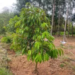Bán vườn sầu riêng 1,2 ha có 100m thổ cư tại Phú Trung, Bình Phước giá 1,5 tỷ - Ảnh thu nhỏ 1