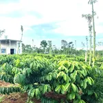 Bán 1,4 hecta rẫy cà phê sầu riêng tiêu tại Cuôr Đăng - Ảnh thu nhỏ 2