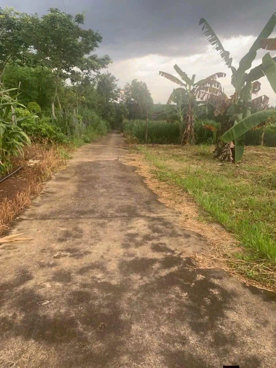 Bán đất tổ cư 84m² Bù Đốp Bình Dương 300 triệu - Ảnh thu nhỏ 2